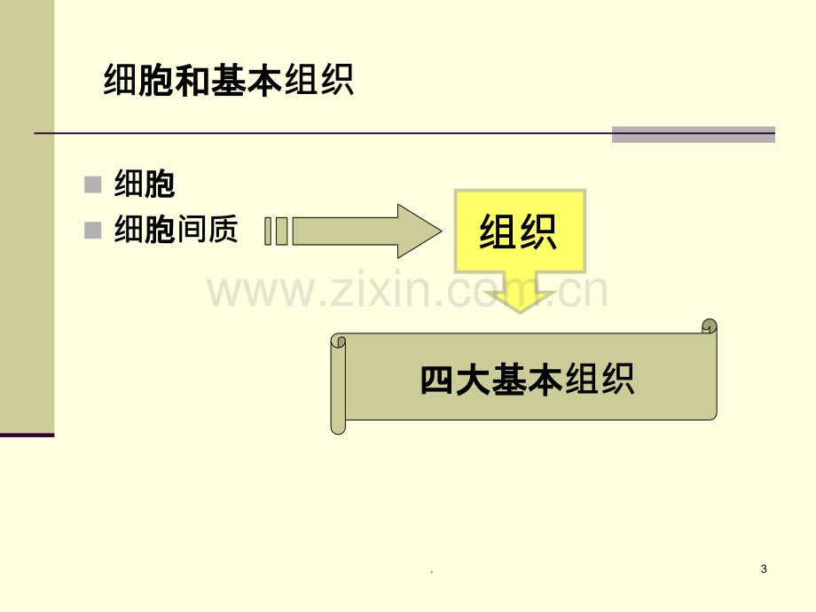 人体解剖学组织.ppt_第3页