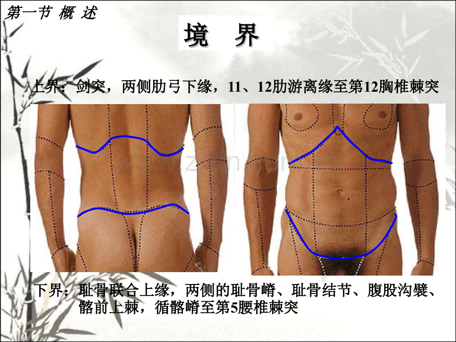 腹部局部解剖ppt课件-(2).ppt_第2页