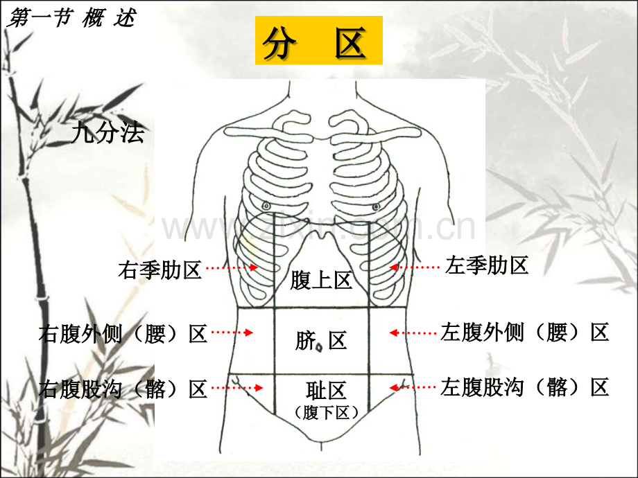 腹部局部解剖ppt课件-(2).ppt_第3页