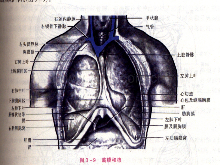 呼吸系统常见-病变的介入治疗.ppt_第3页