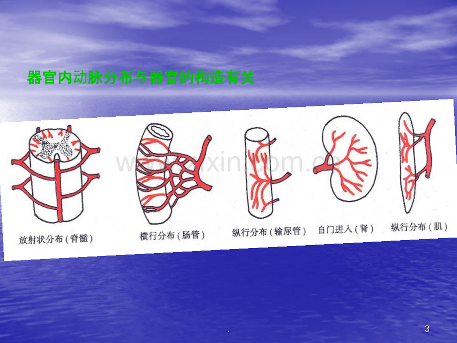 人体解剖学动脉.ppt_第3页