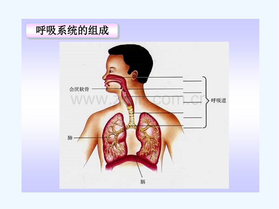 第一节呼吸道对空气的处理.pptx_第2页