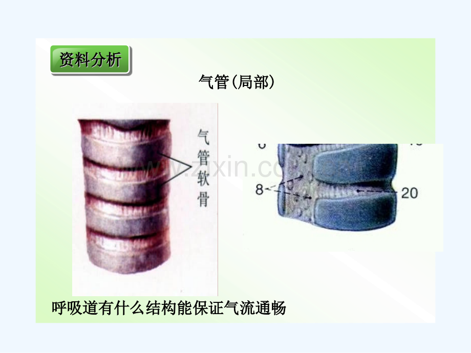 第一节呼吸道对空气的处理.pptx_第3页