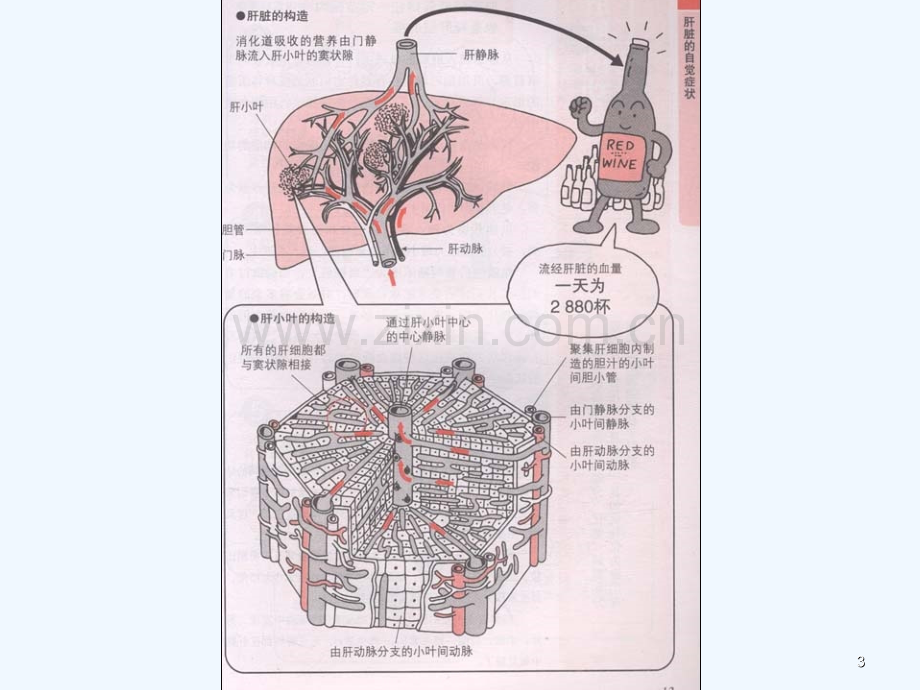 肝衰竭的护理-PPT.ppt_第3页