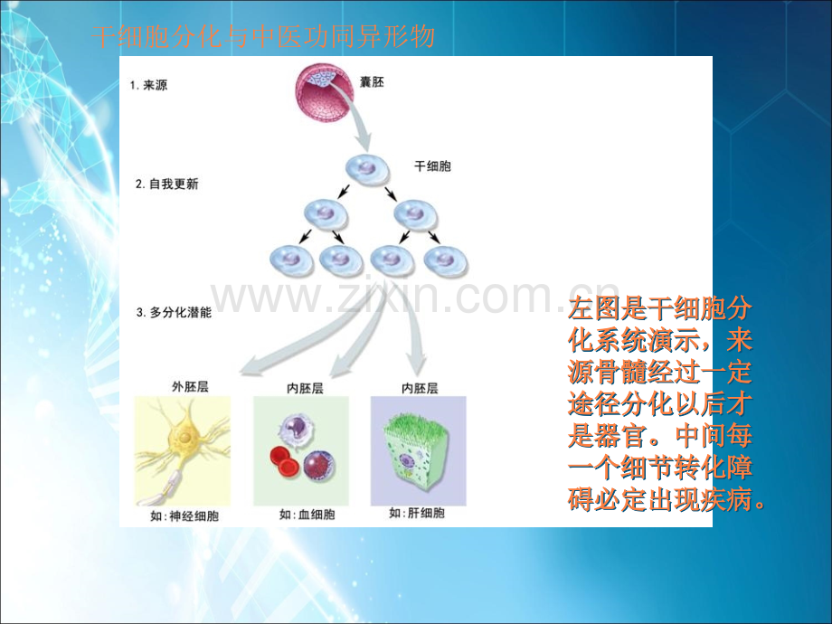 偶尔高烧或低烧和未分化结缔组织病.ppt_第2页