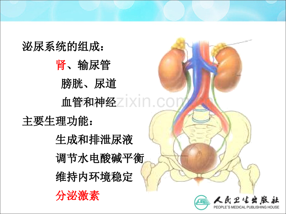 内科护理学泌尿系统总论一版.ppt_第3页