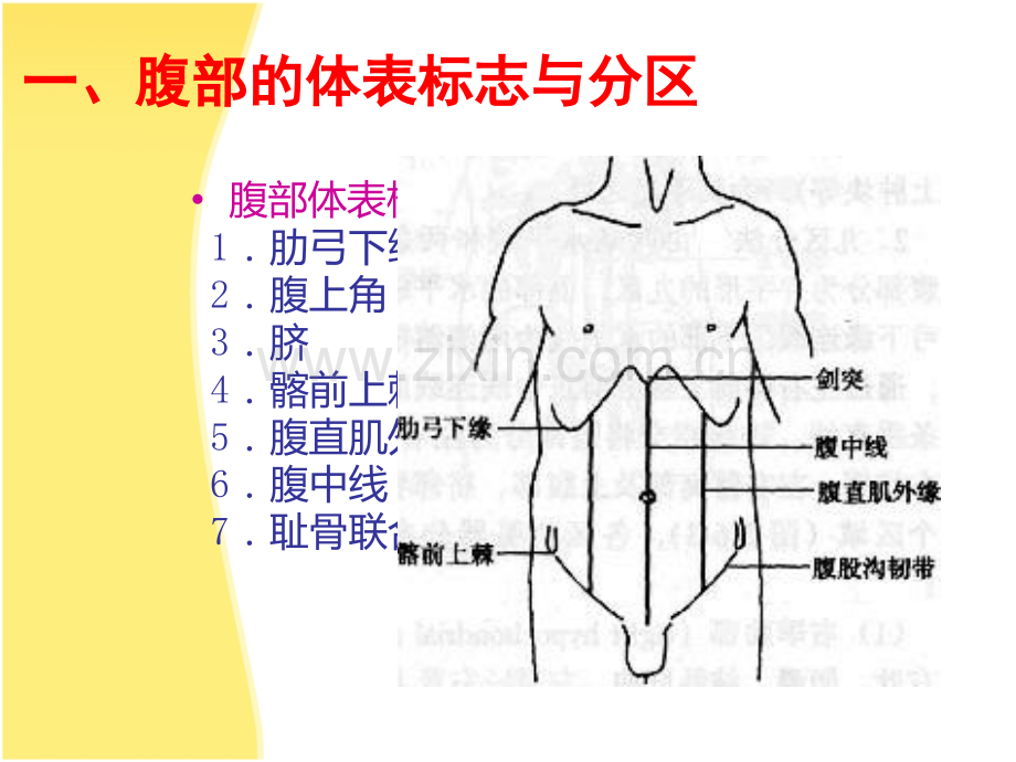 健康评估腹部评估.ppt_第3页