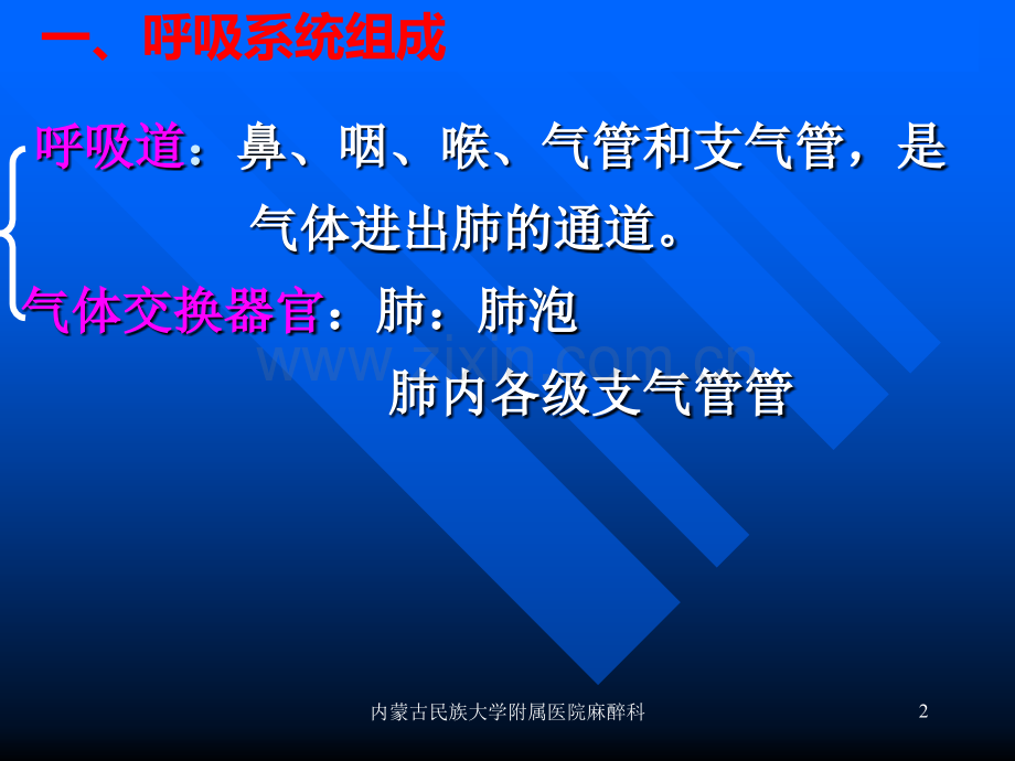 呼吸系统解剖与麻醉.ppt_第2页