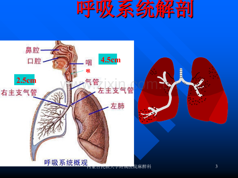 呼吸系统解剖与麻醉.ppt_第3页