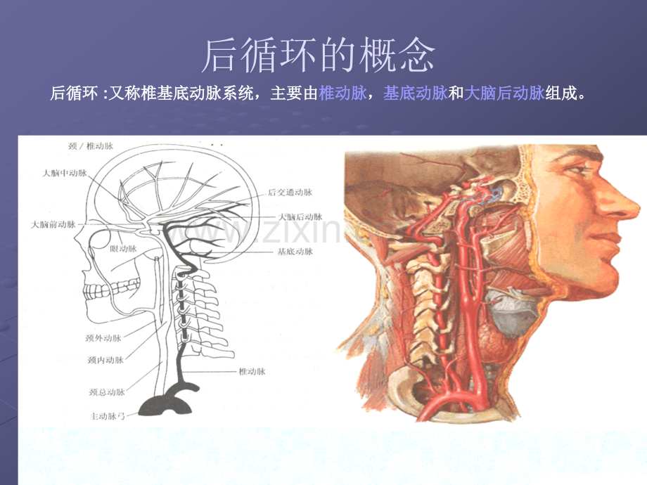 后循环缺血.ppt_第2页