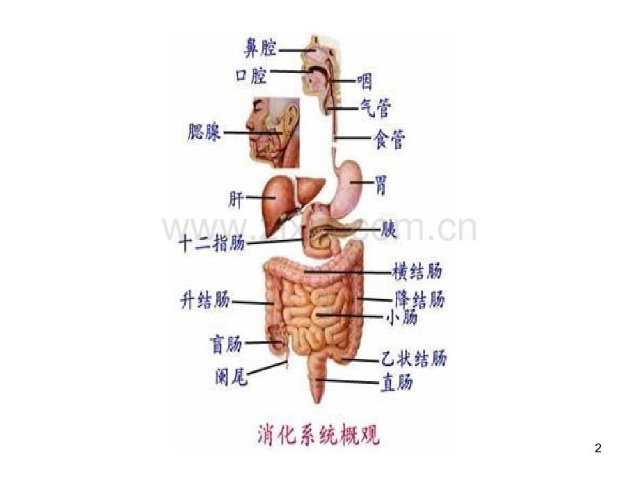 内科护理学-急性胰腺炎.ppt_第2页