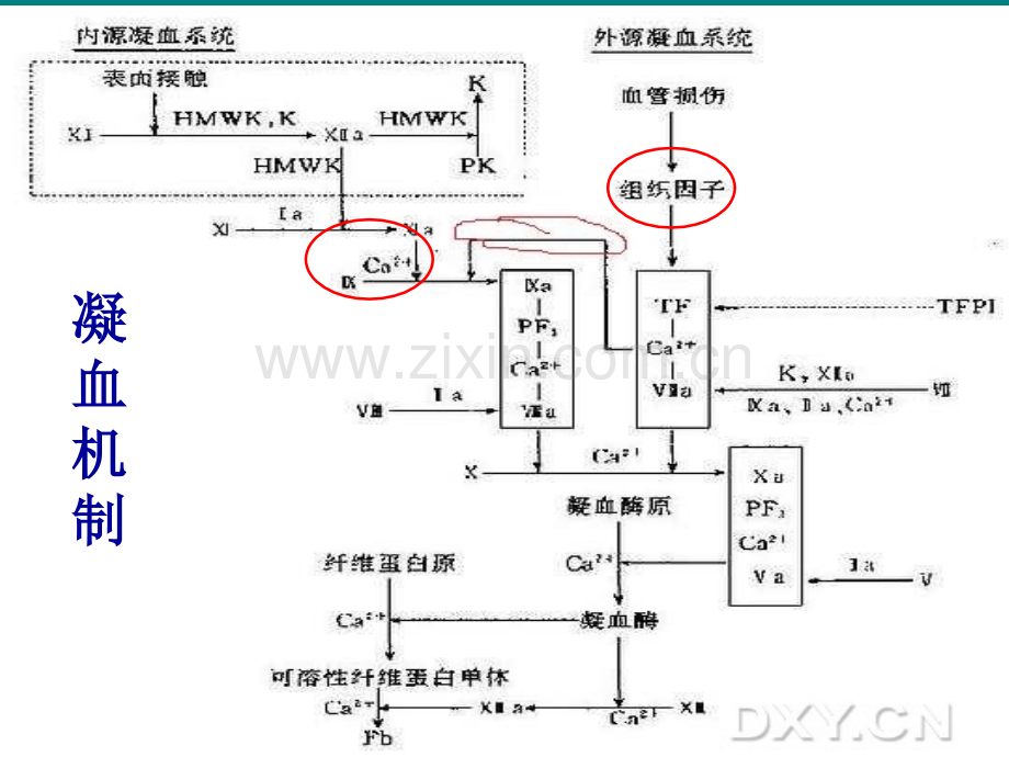 凝血功能检测方法与临床意义.ppt_第3页