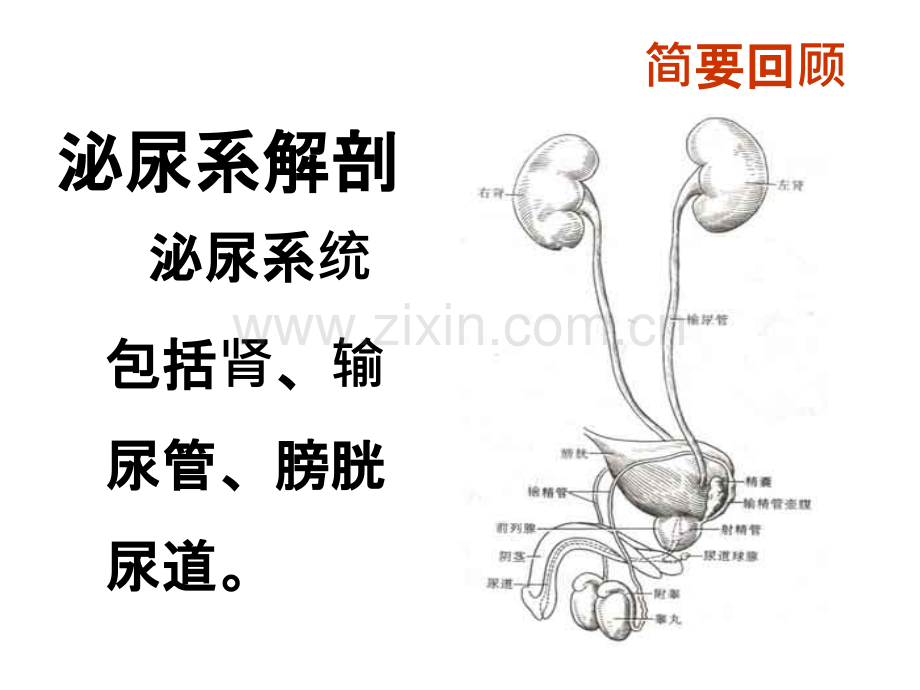 上尿路结石病人的护理.ppt_第3页