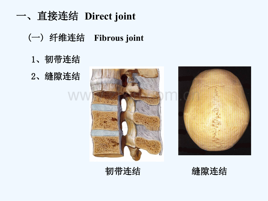 第二节躯干骨及颅骨连结-PPT.pptx_第2页