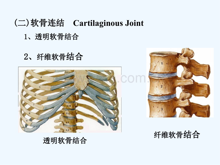 第二节躯干骨及颅骨连结-PPT.pptx_第3页