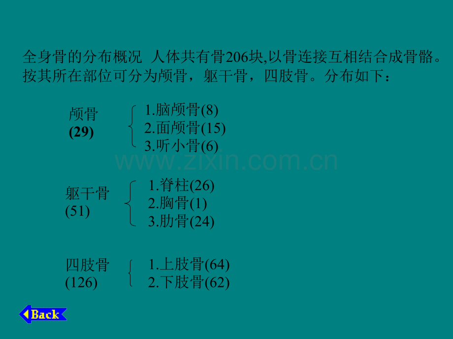 人体骨骼全身骨的分布与特征.ppt_第3页