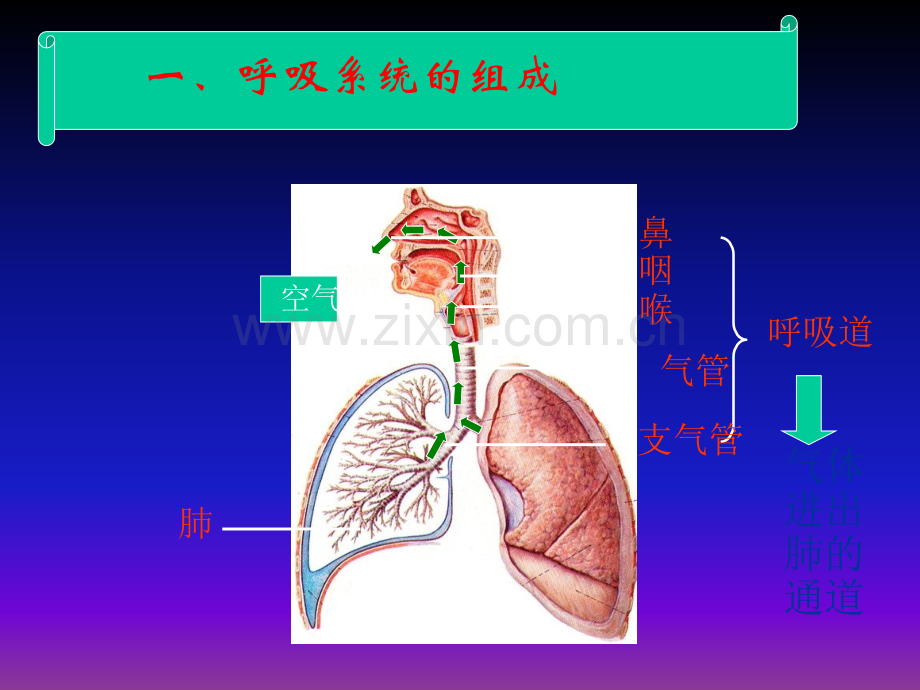 呼吸道对空气的处理ppt课件.ppt_第3页