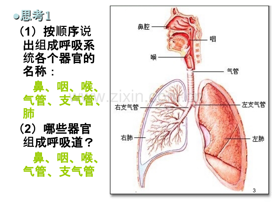 呼吸道和肺.ppt_第3页