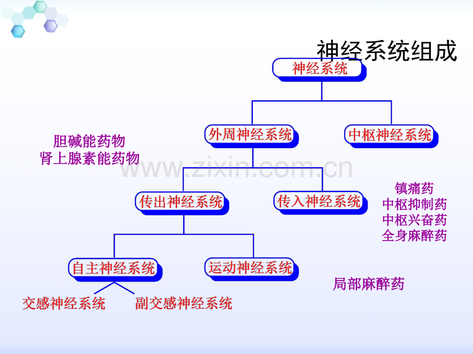 人体生命活动的调节第2节神经系统的组成课件.ppt_第1页