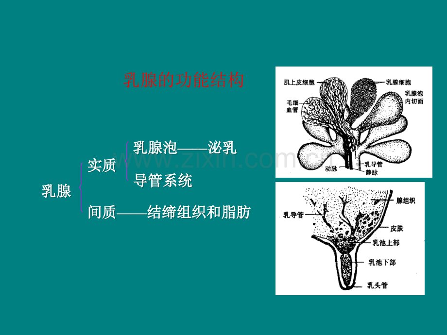 乳腺的功能结构和发育.ppt_第3页