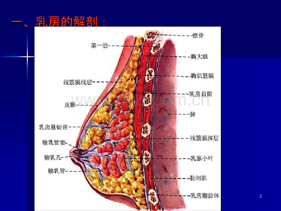 乳房的结构及相关知识ppt课件.ppt_第2页