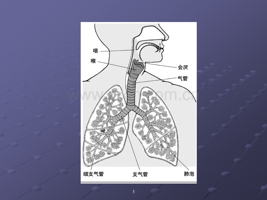 呼吸系统常见病.ppt_第3页