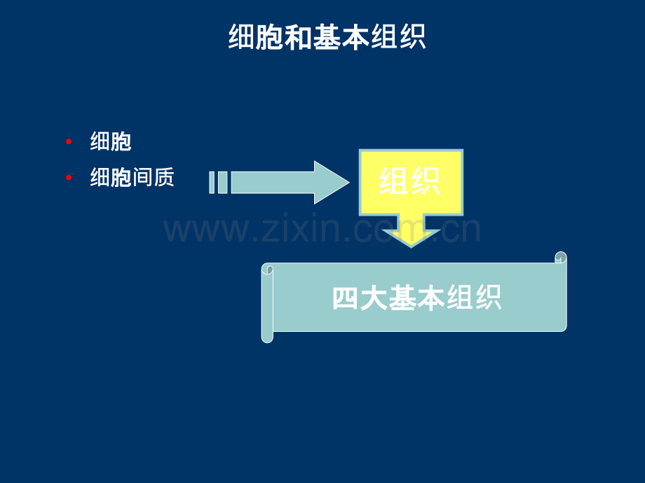 人体解剖学-组织.ppt_第3页