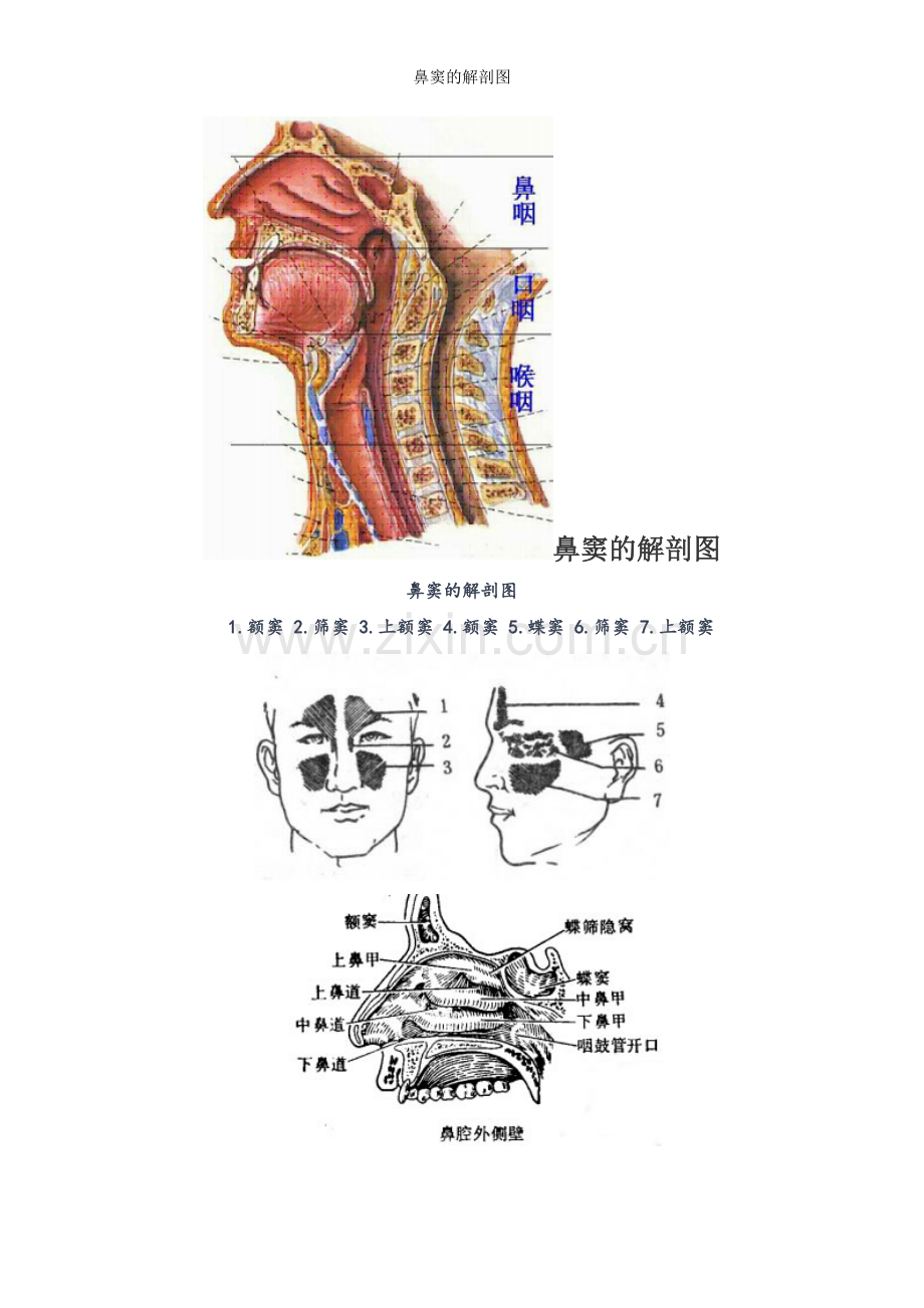 鼻窦的解剖图.doc_第1页