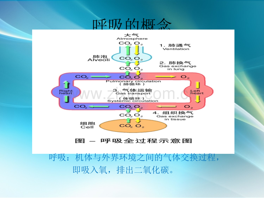 呼吸机培训.ppt_第2页