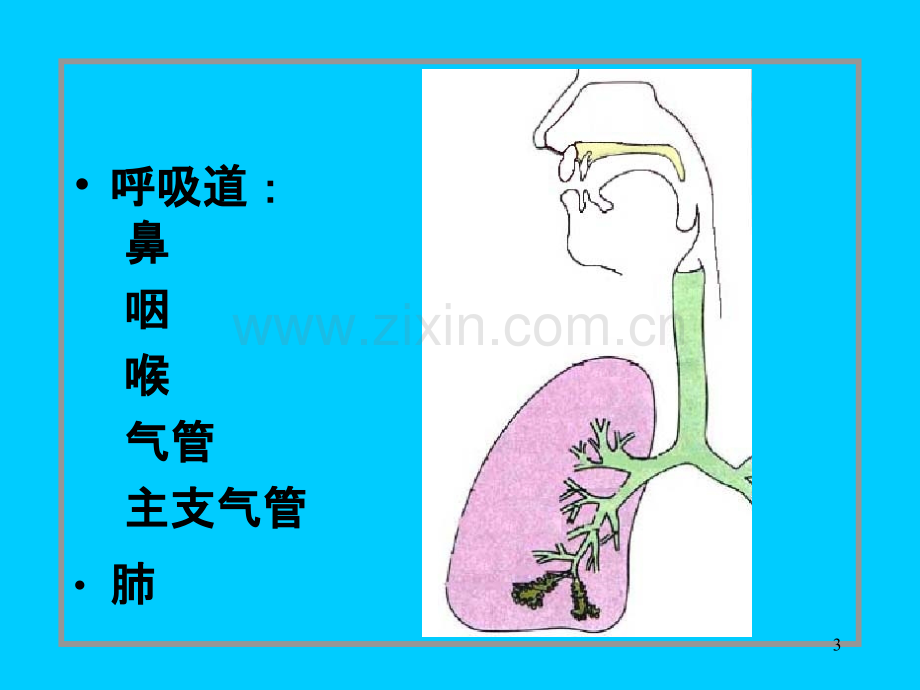 呼吸系统组织结构-.ppt_第3页