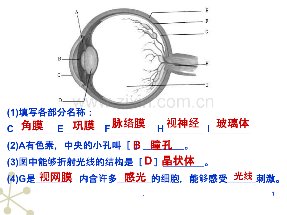 七下生物神经系统的组成.ppt_第1页