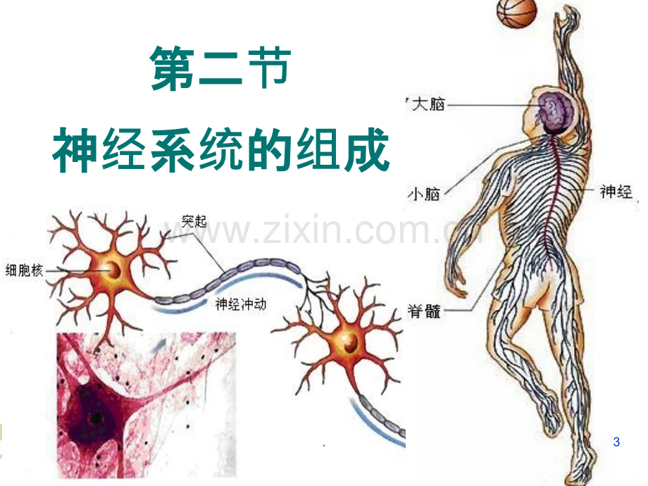 七下生物神经系统的组成.ppt_第3页