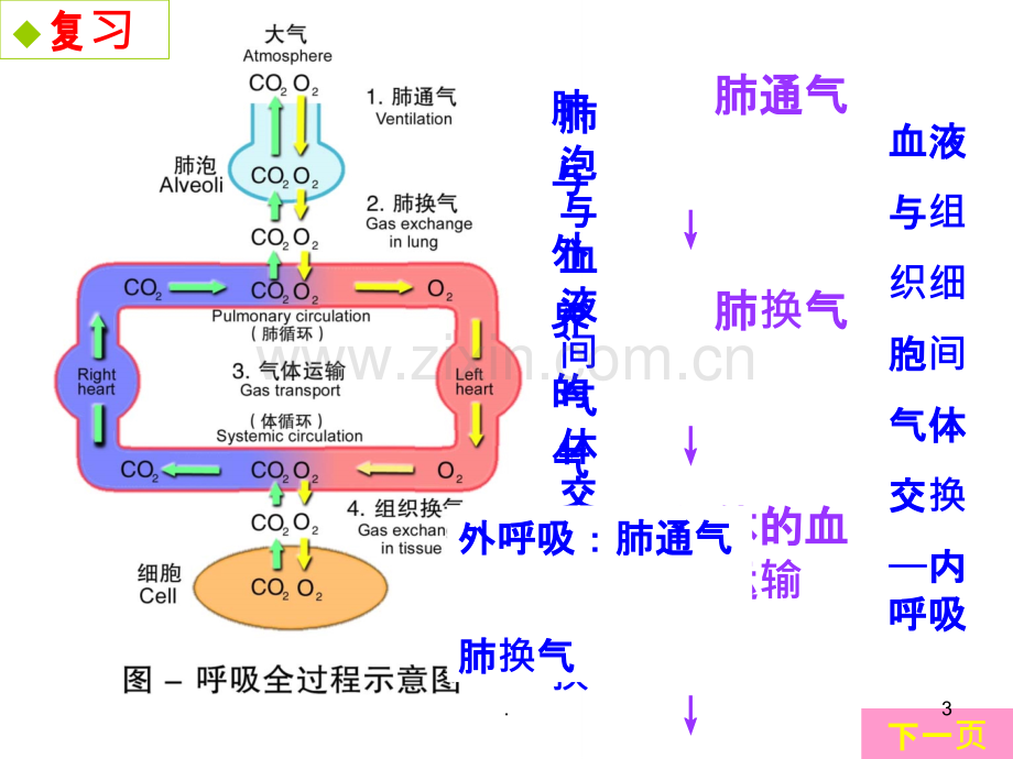 呼吸衰竭病人的护理(11).ppt_第3页