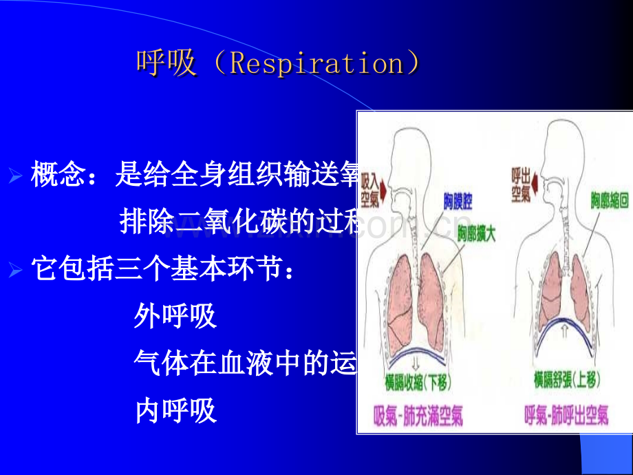 呼吸功能的监测.ppt_第2页