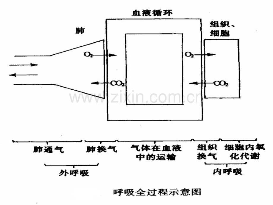 呼吸功能的监测.ppt_第3页