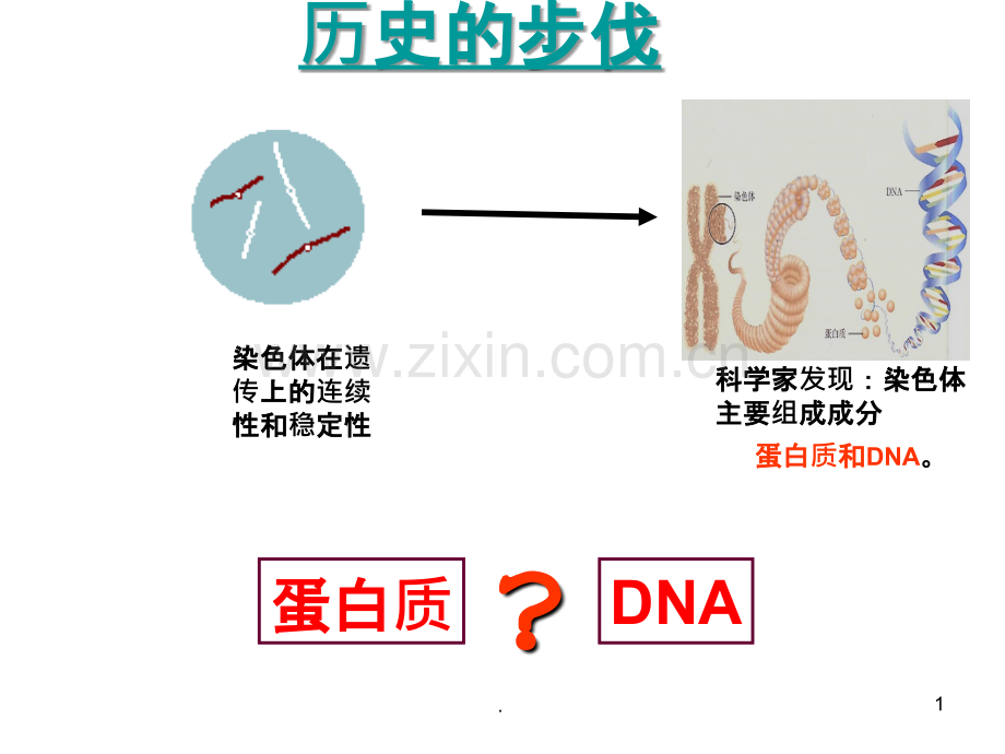 上课DNA是主要的遗传物质一轮复习.ppt_第1页