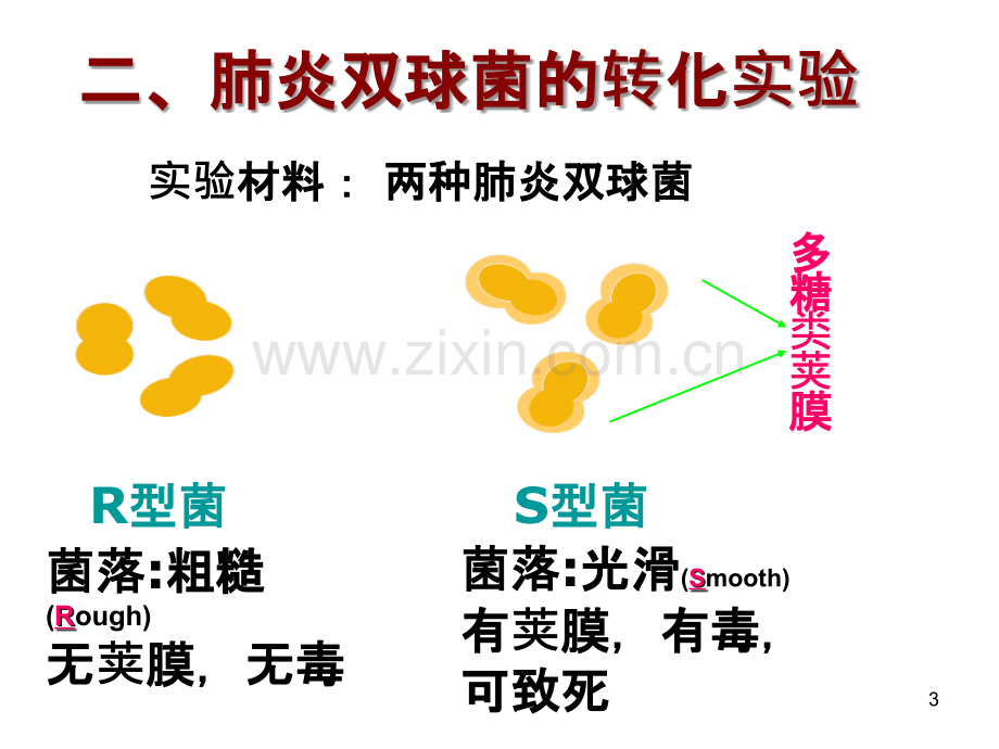 上课DNA是主要的遗传物质一轮复习.ppt_第3页