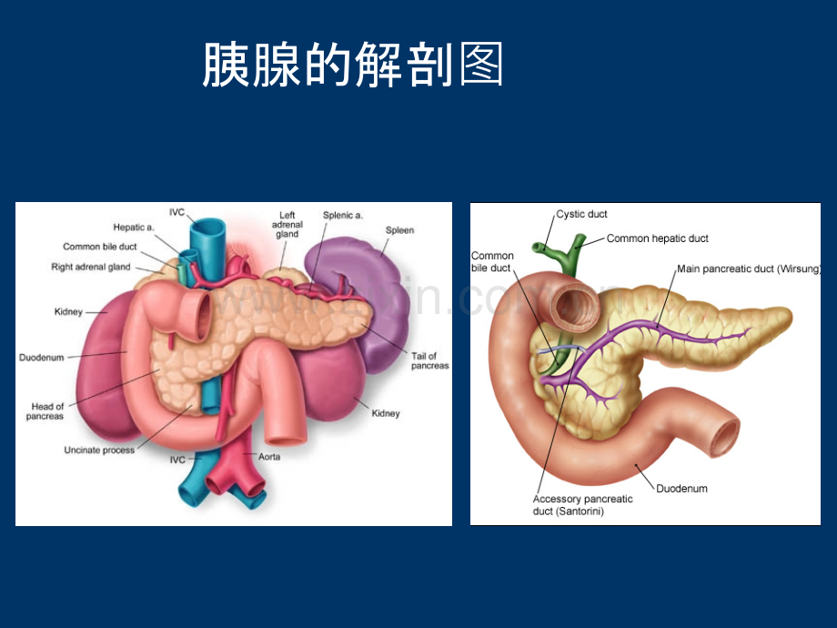 全科医师考试-胰腺炎-腹腔肿瘤摘要.ppt_第3页