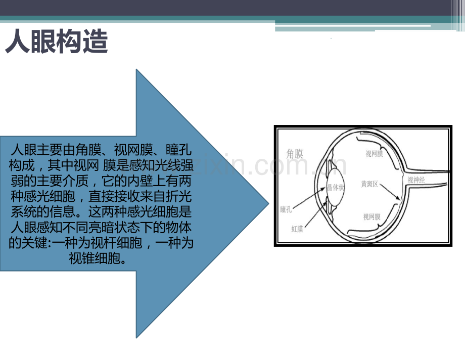 人眼视觉特性.ppt_第3页