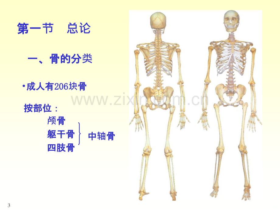 人体解剖实验.ppt_第3页