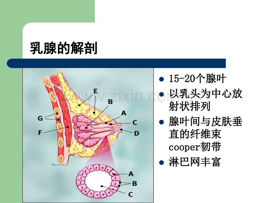 乳腺疾病病人护理.ppt_第3页