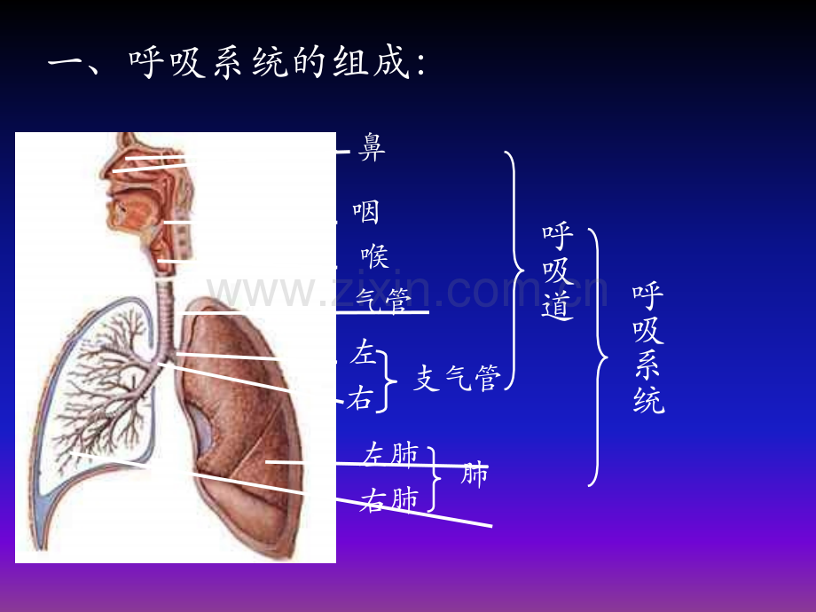 呼吸道对空气的处理-(3).ppt_第3页