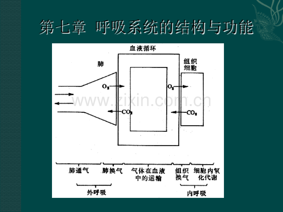 呼吸系统的结构与功能.ppt_第1页