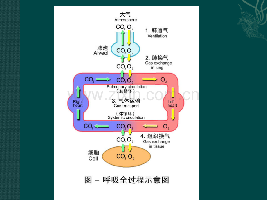 呼吸系统的结构与功能.ppt_第2页