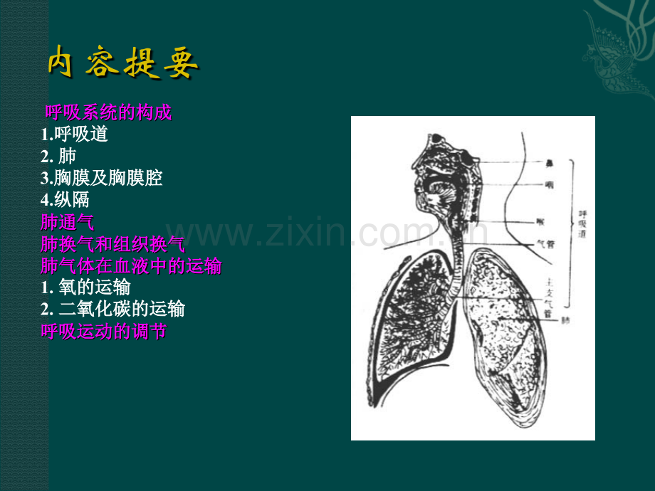 呼吸系统的结构与功能.ppt_第3页