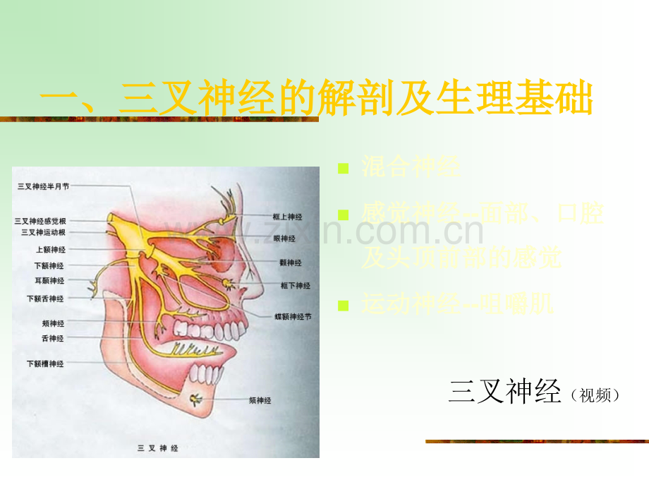 三叉神经.ppt_第3页