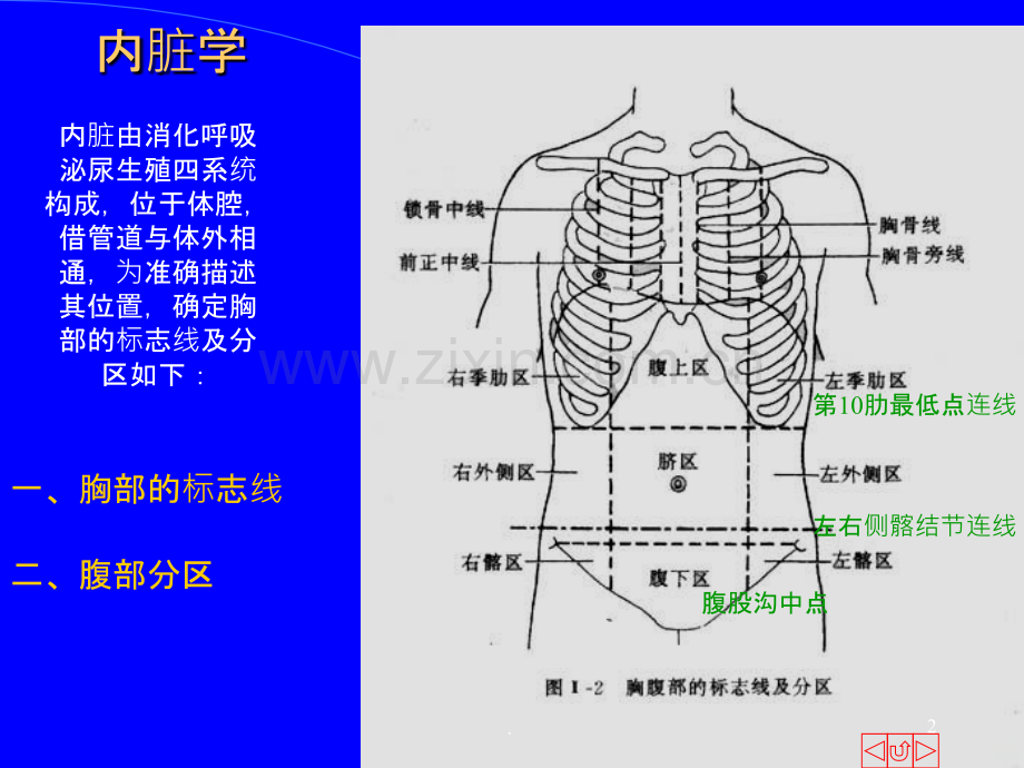 人体解剖学.ppt_第2页