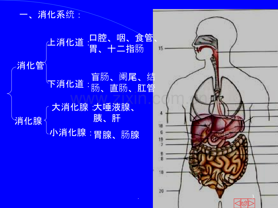 人体解剖学.ppt_第3页