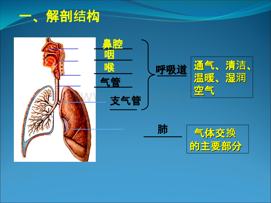 呼吸系统基础知识.ppt_第3页