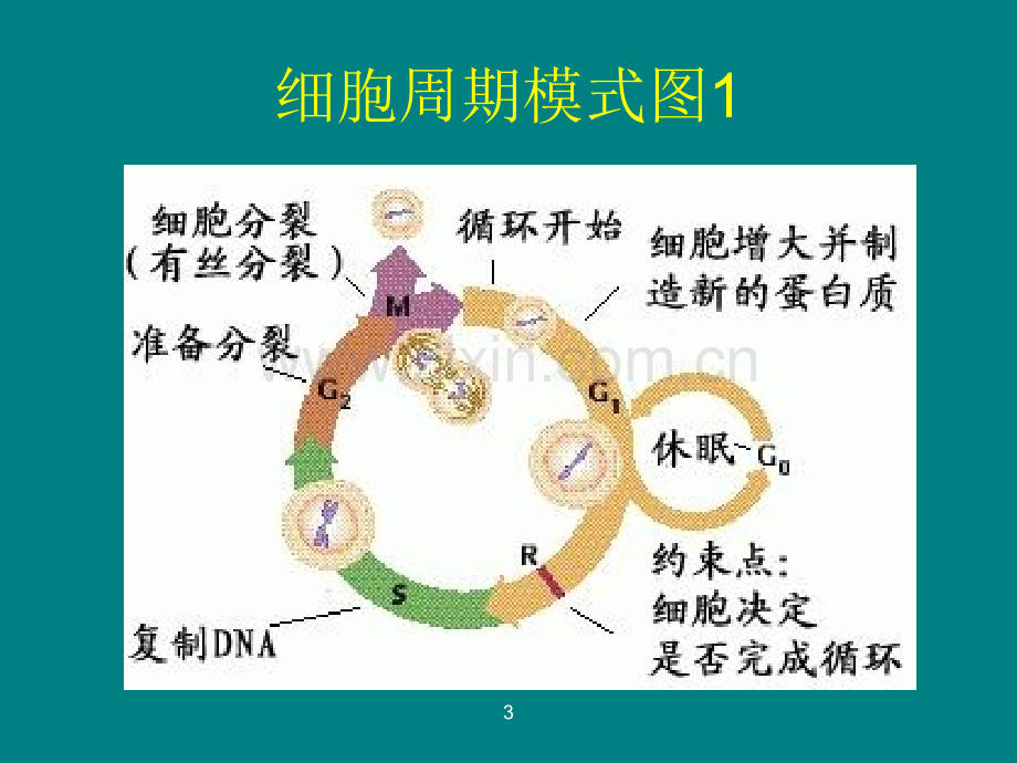 化疗所致骨髓抑制的治疗-图文.ppt_第3页